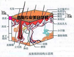 深圳容学校